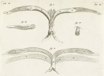 Anatomical Image Of Female Genitalia