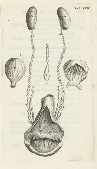 Anatomical Representation Of Various Female Genitalia