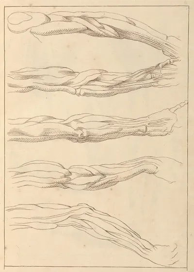 Anatomical Studies Of Arms 2