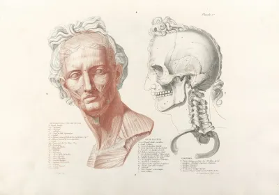 Anatomie Du Gladiateur Combattant Pl 02