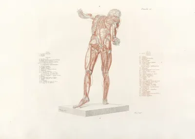 Anatomie Du Gladiateur Combattant Pl 16
