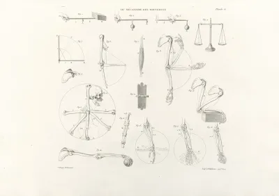 Anatomie Du Gladiateur Combattant Pl 17