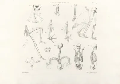 Anatomie Du Gladiateur Combattant Pl 18
