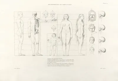Anatomie Du Gladiateur Combattant Pl 20
