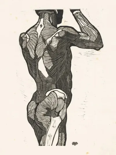 Anatomische Studie Van De Rug En Bilspieren Van Een Man