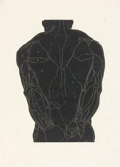 Anatomische Studie Van De Rugspieren Van Een Man In Silhouet