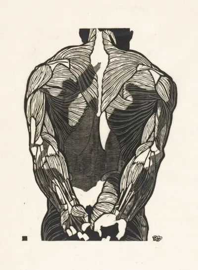 Anatomische Studie Van De Rugspieren Van Een Man