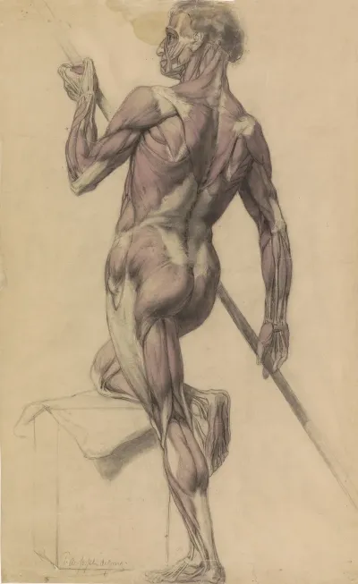 Anatomische Studie Van Een Mannelijk Lichaam