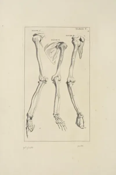 Anatomy Improvd And Illustrated With Regard To The Uses Thereof In Designing Pl 05