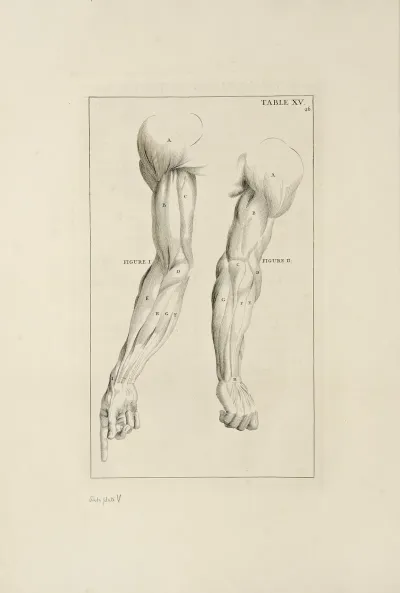 Anatomy Improvd And Illustrated With Regard To The Uses Thereof In Designing Pl 15