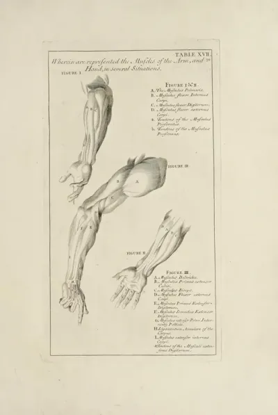 Anatomy Improvd And Illustrated With Regard To The Uses Thereof In Designing Pl 17