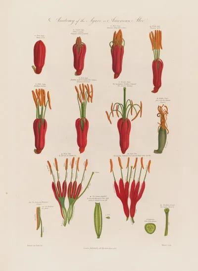 Anatomy Of The Agave Or The American Aloe