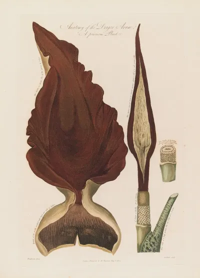 Anatomy Of The Dragon Arum A Poisonous Plant