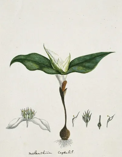 Androcymbium Capense L Krause