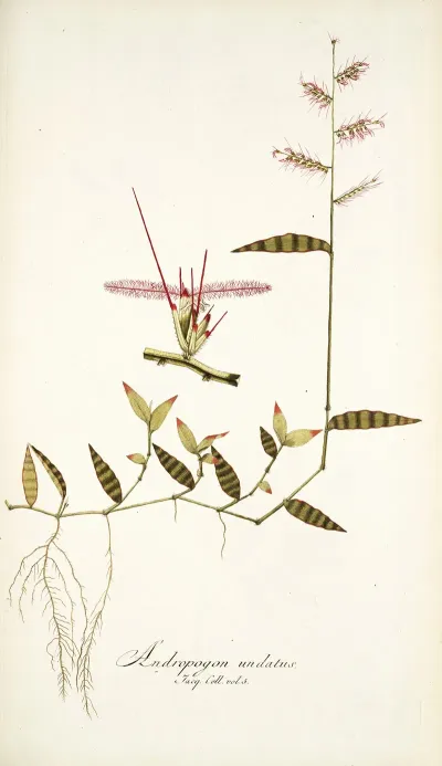 Andropogon Undatus