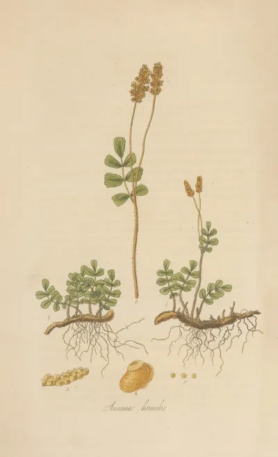 Anemia Humilis