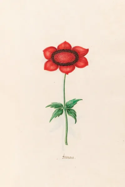 Anemone 9