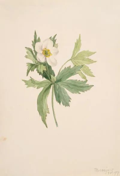 Anemone Canadensis