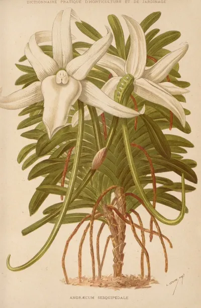Angraecum Sesquipedale 2
