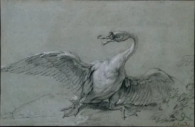 Angry Swan