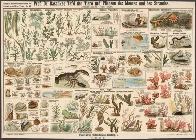 Animals And Plants Of The Sea And The Beach