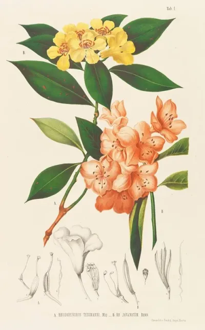 Annales Musei Botanici