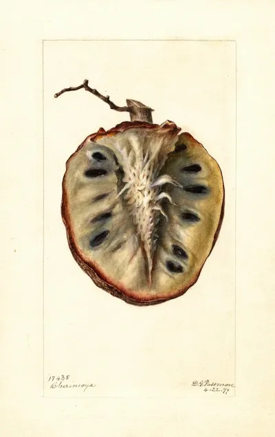 Annona Cherimola
