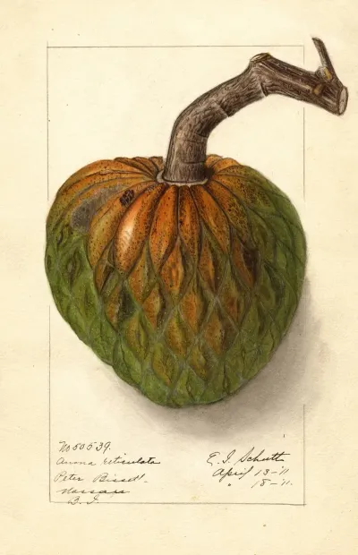 Annona Reticulata 5