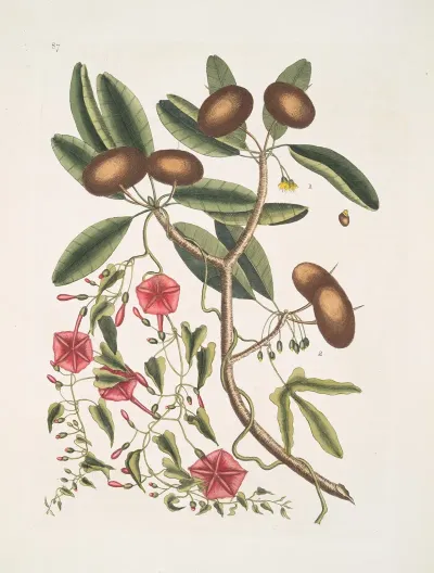 Anona Foliis Laurinis The Sappadillo Tree Convolvulus Foliis Variis C