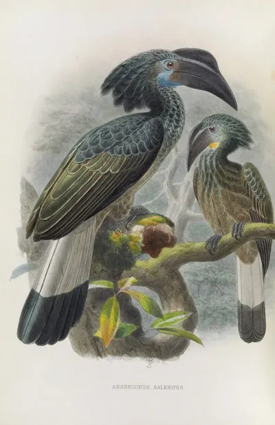 Anorrhinus Galeritus