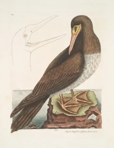 Anseri Bassano Affinis Fusca Avis The Booby