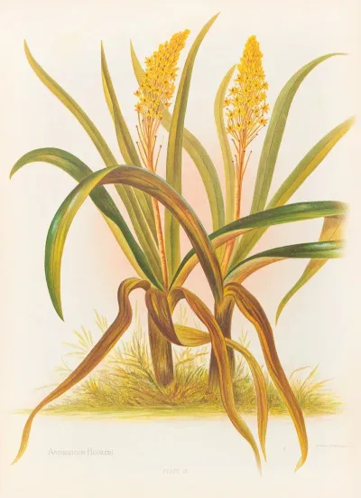 Anthericum Hookeri
