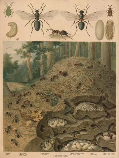 Anthill 3
