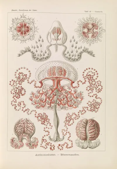 Anthomedusae Blumenquallen