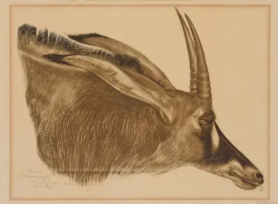Antilope Hippotrague