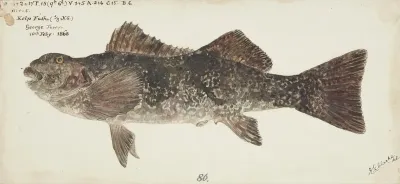 Aplodactylus Arctidens Nz Marblefish Or Keke