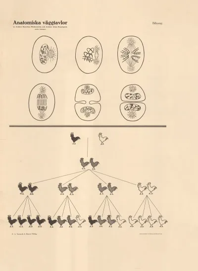Appendix To Cell Division And Mendelian Segregation