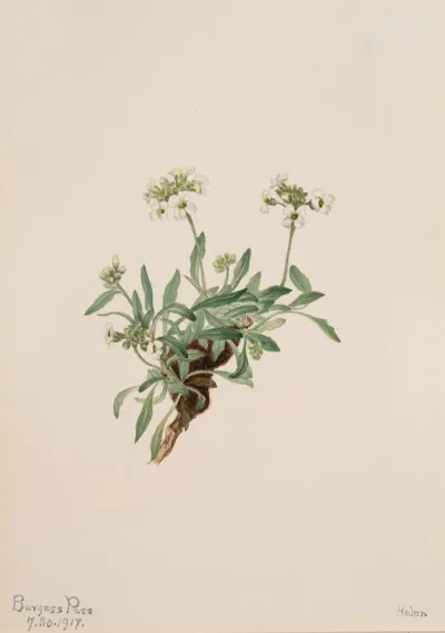 Arabis Drummondii