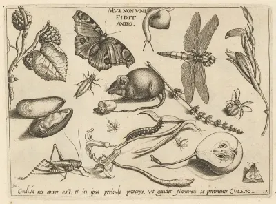 Archetypa Studiaque Patris Georgii Hoefnagelii Pl 02