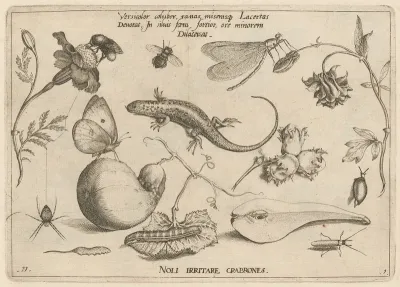 Archetypa Studiaque Patris Georgii Hoefnagelii Pl 03