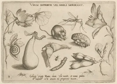Archetypa Studiaque Patris Georgii Hoefnagelii Pl 06