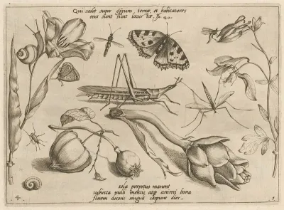 Archetypa Studiaque Patris Georgii Hoefnagelii Pl 07