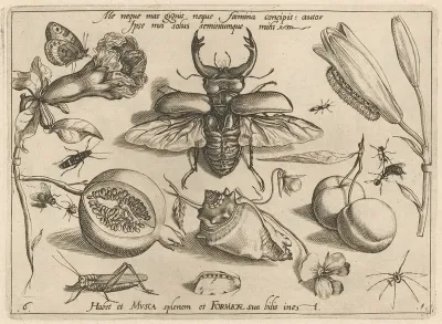 Archetypa Studiaque Patris Georgii Hoefnagelii Pl 08