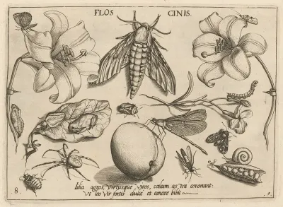 Archetypa Studiaque Patris Georgii Hoefnagelii Pl 10