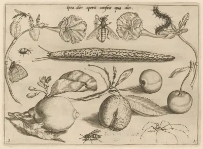 Archetypa Studiaque Patris Georgii Hoefnagelii Pl 11