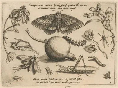 Archetypa Studiaque Patris Georgii Hoefnagelii Pl 14