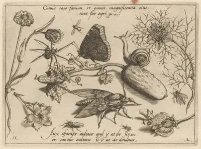 Archetypa Studiaque Patris Georgii Hoefnagelii Pl 15