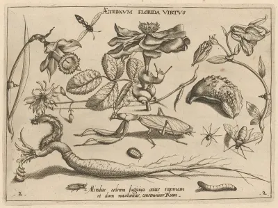 Archetypa Studiaque Patris Georgii Hoefnagelii Pl 17