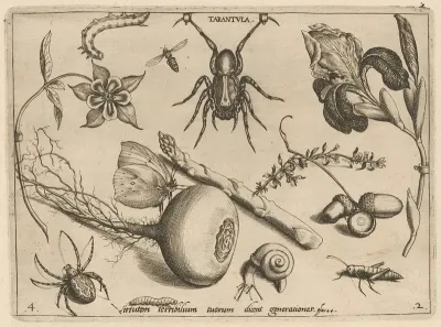 Archetypa Studiaque Patris Georgii Hoefnagelii Pl 19