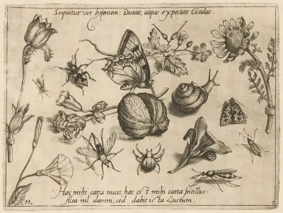 Archetypa Studiaque Patris Georgii Hoefnagelii Pl 28